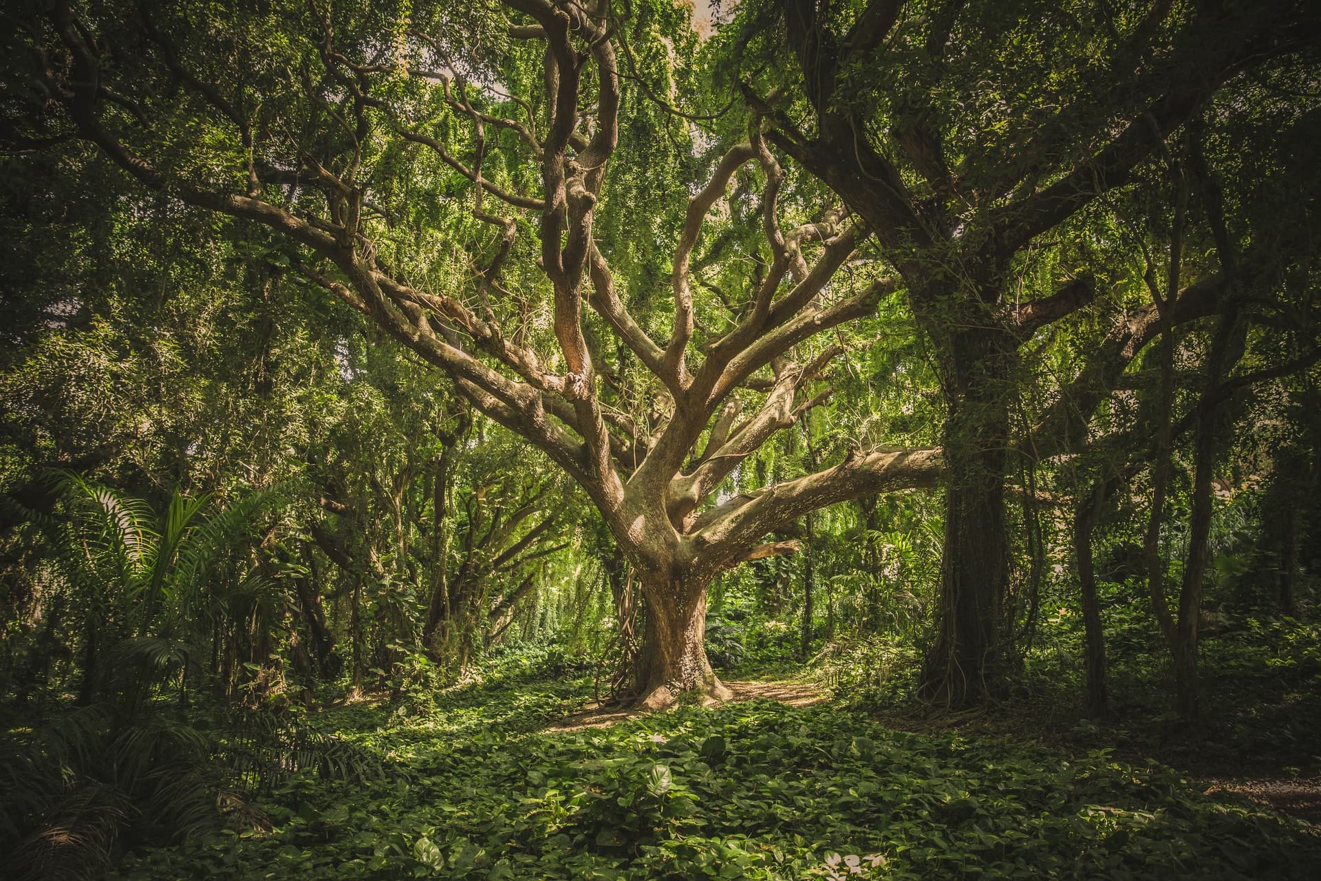 A big green tree